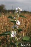 Heemst (Althaea )