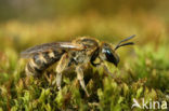 Heidebronsgroefbij (Halictus confusus)