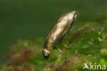 Helophorus longitarsis