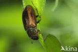 Helophorus nanus