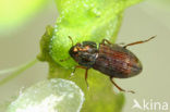 Helophorus pumilio