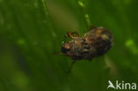 Helophorus strigifrons