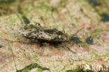 Heterogaster urticae