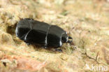 Hololepta plana