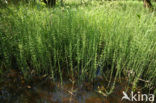 Waterhorsetail (Equisetum fluviatile)