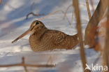 Eurasian Woodcock (Scolopax rusticola)