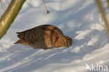 Eurasian Woodcock (Scolopax rusticola)