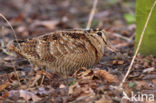 Eurasian Woodcock (Scolopax rusticola)