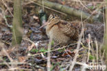 Eurasian Woodcock (Scolopax rusticola)
