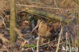 Eurasian Woodcock (Scolopax rusticola)