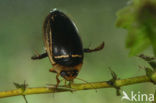 Hydaticus transversalis