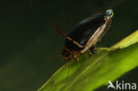 Hydaticus transversalis