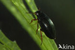 Hydroporus discretus