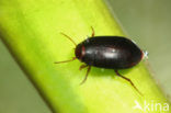 Hydroporus melanarius