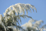 common juniper (Juniperus communis)