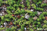 Smoother Rupture-wort (Herniaria glabra)