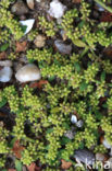 Smoother Rupture-wort (Herniaria glabra)
