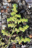 Smoother Rupture-wort (Herniaria glabra)