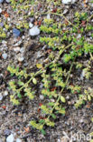 Smoother Rupture-wort (Herniaria glabra)