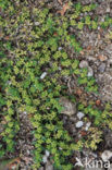 Smoother Rupture-wort (Herniaria glabra)