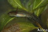 Kamsalamander (Triturus cristatus) 