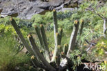 Canary Island Spurge (Euphorbia canariensis)