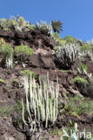 Canary Island Spurge (Euphorbia canariensis)