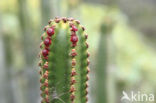 Kandelaarswolfsmelk (Euphorbia canariensis)