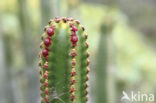 Canary Island Spurge (Euphorbia canariensis)