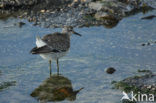 Kanoetstrandloper (Calidris canutus)