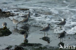 Red Knot (Calidris canutus)