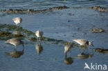 Kanoetstrandloper (Calidris canutus)