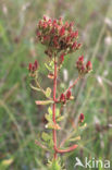 Kantig hertshooi (Hypericum dubium)