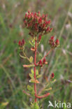 imperforate St John’s wort (Hypericum dubium)