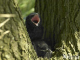 Kauw (Corvus monedula)
