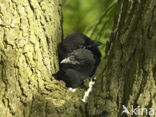 Kauw (Corvus monedula)