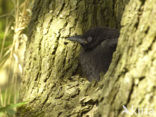 Kauw (Corvus monedula)