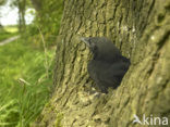 Kauw (Corvus monedula)