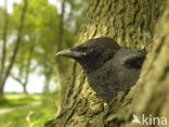 Kauw (Corvus monedula)