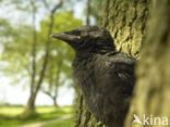 Kauw (Corvus monedula)