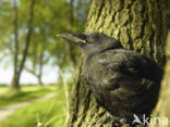 Kauw (Corvus monedula)