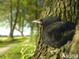 Kauw (Corvus monedula)