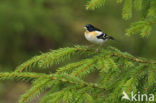 Brambling (Fringilla montifringilla)