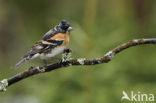 Brambling (Fringilla montifringilla)