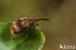 cherry seed weevil (Furcipus rectirostris)
