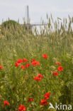 Klaproos (Papaver spec.)