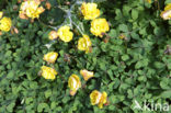 klaver (Trifolium spec)