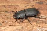 Small Stag Beetle (Dorcus parallelipipedus)
