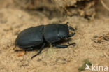 Klein vliegend hert (Dorcus parallelipipedus)