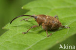 acorn weevil (Curculio glandium)